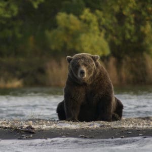 bear2